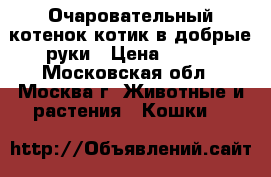 Очаровательный котенок котик в добрые руки › Цена ­ 100 - Московская обл., Москва г. Животные и растения » Кошки   